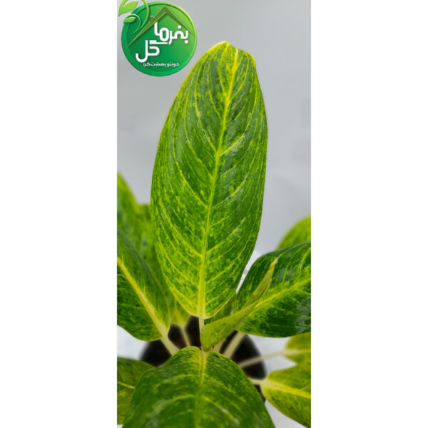 آگلونما طلایی - تصویر 3