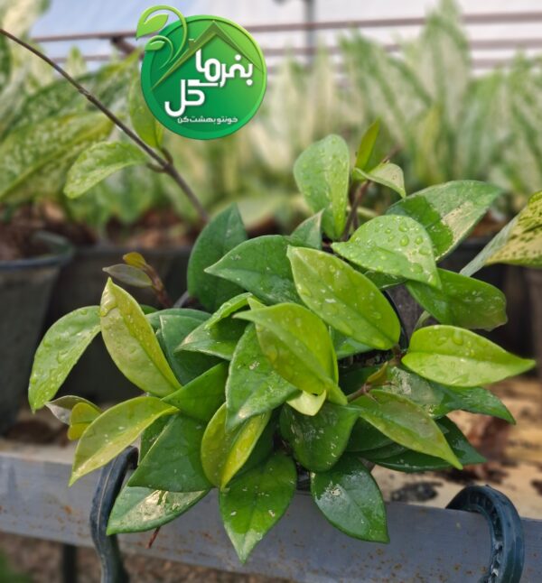 هویا کارنوزا گیاه گلده آپارتمانی