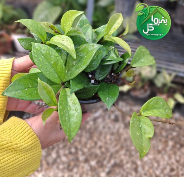 هویا کارنوزا گیاه گلده آپارتمانی - تصویر 3