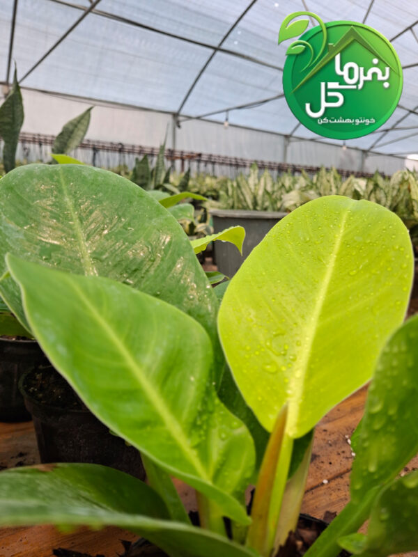فیلودندرون نئون
