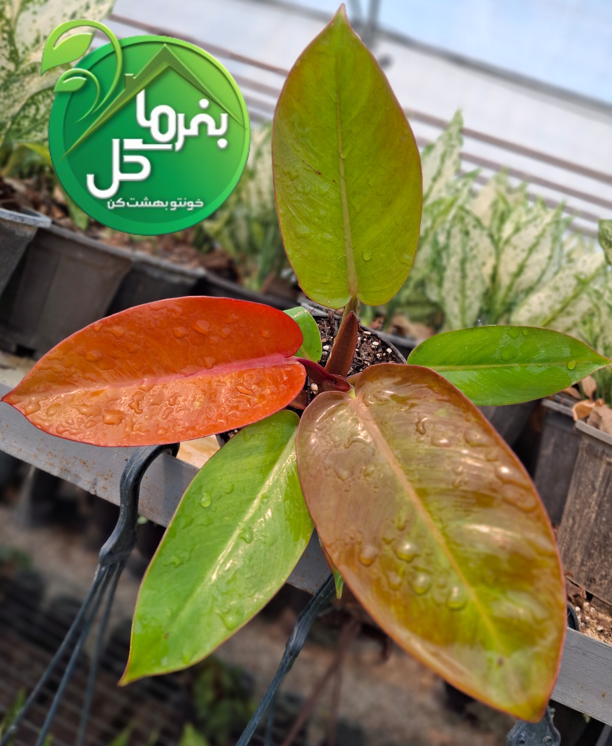 فیلودندرون پرتغالی