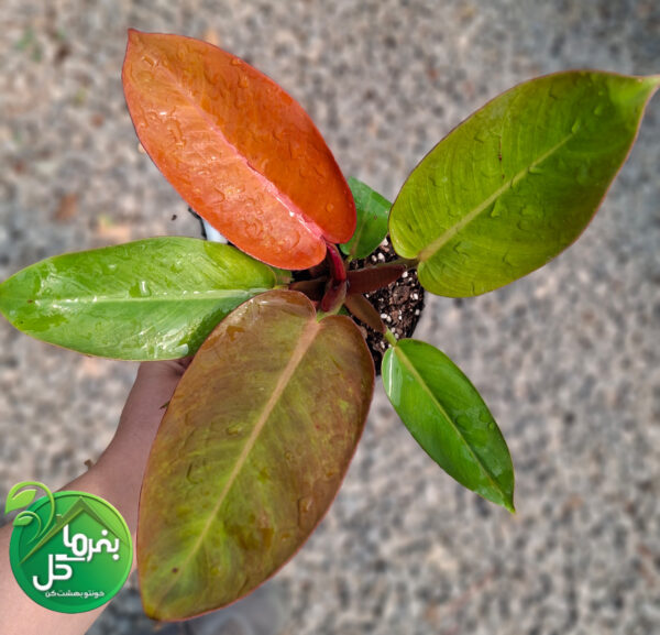 فیلودندرون پرتغالی - تصویر 2