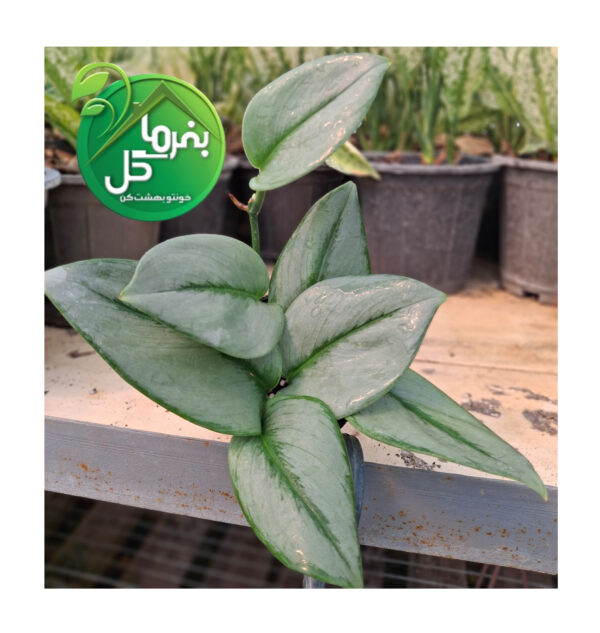 پتوس فرانسوی - تصویر 3