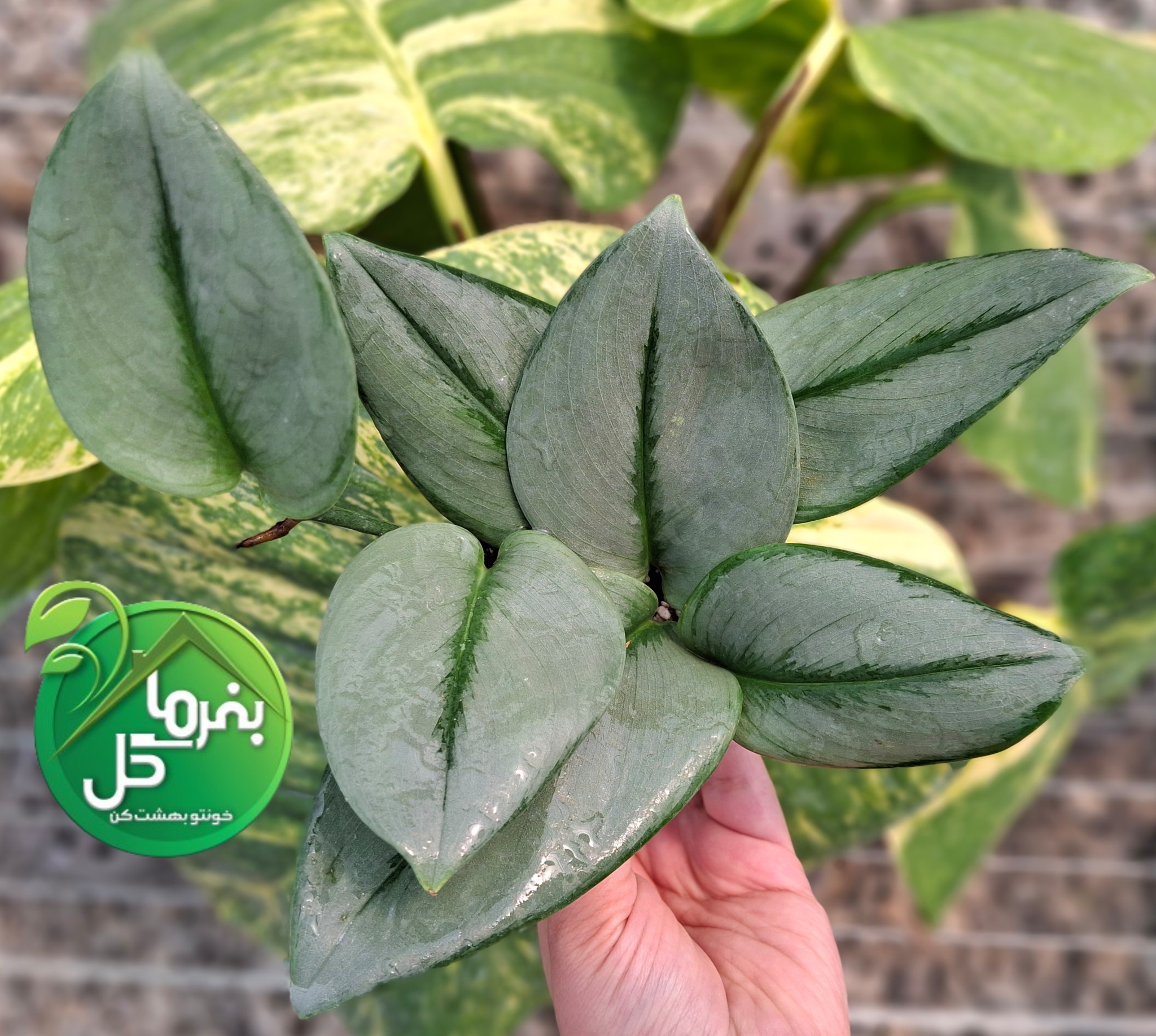 پتوس فرانسوی