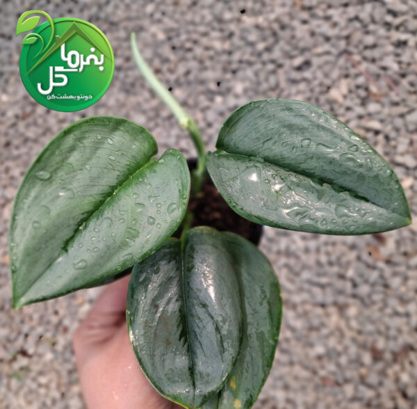 پتوس فرانسوی - تصویر 2