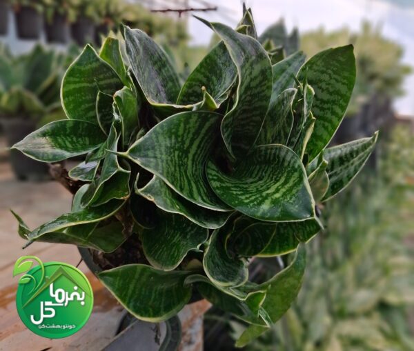 سانسوریا سبز پاکوتاه کاملا پر - تصویر 2