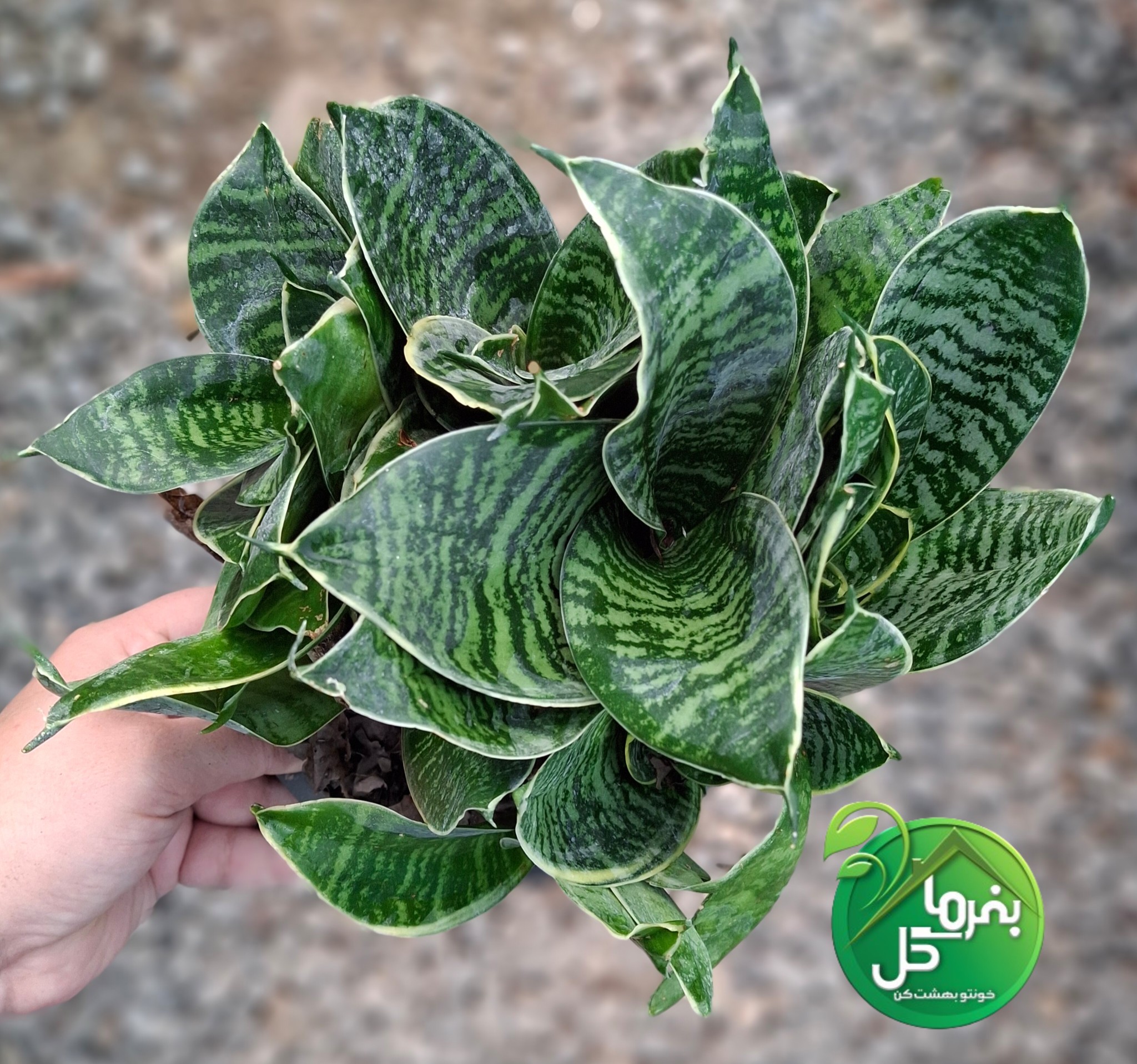 سانسوریا سبز پاکوتاه کاملا پر