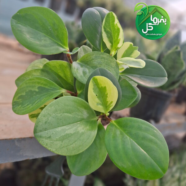 برگ قاشقی ابلق