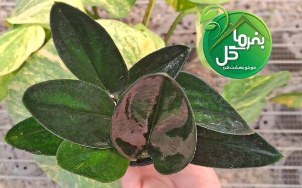 پتوس فرانسوی بلک - تصویر 3