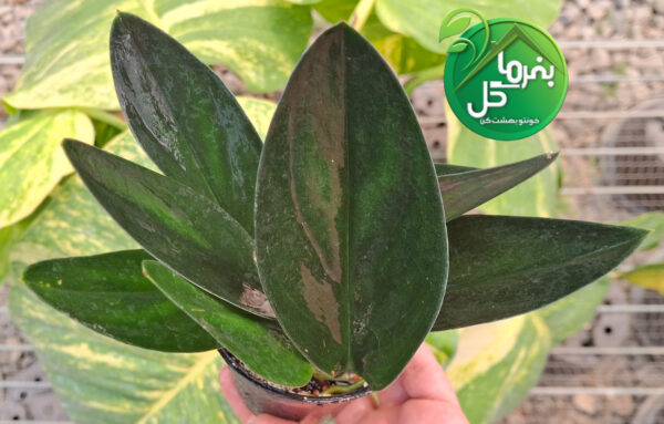 پتوس فرانسوی بلک - تصویر 2