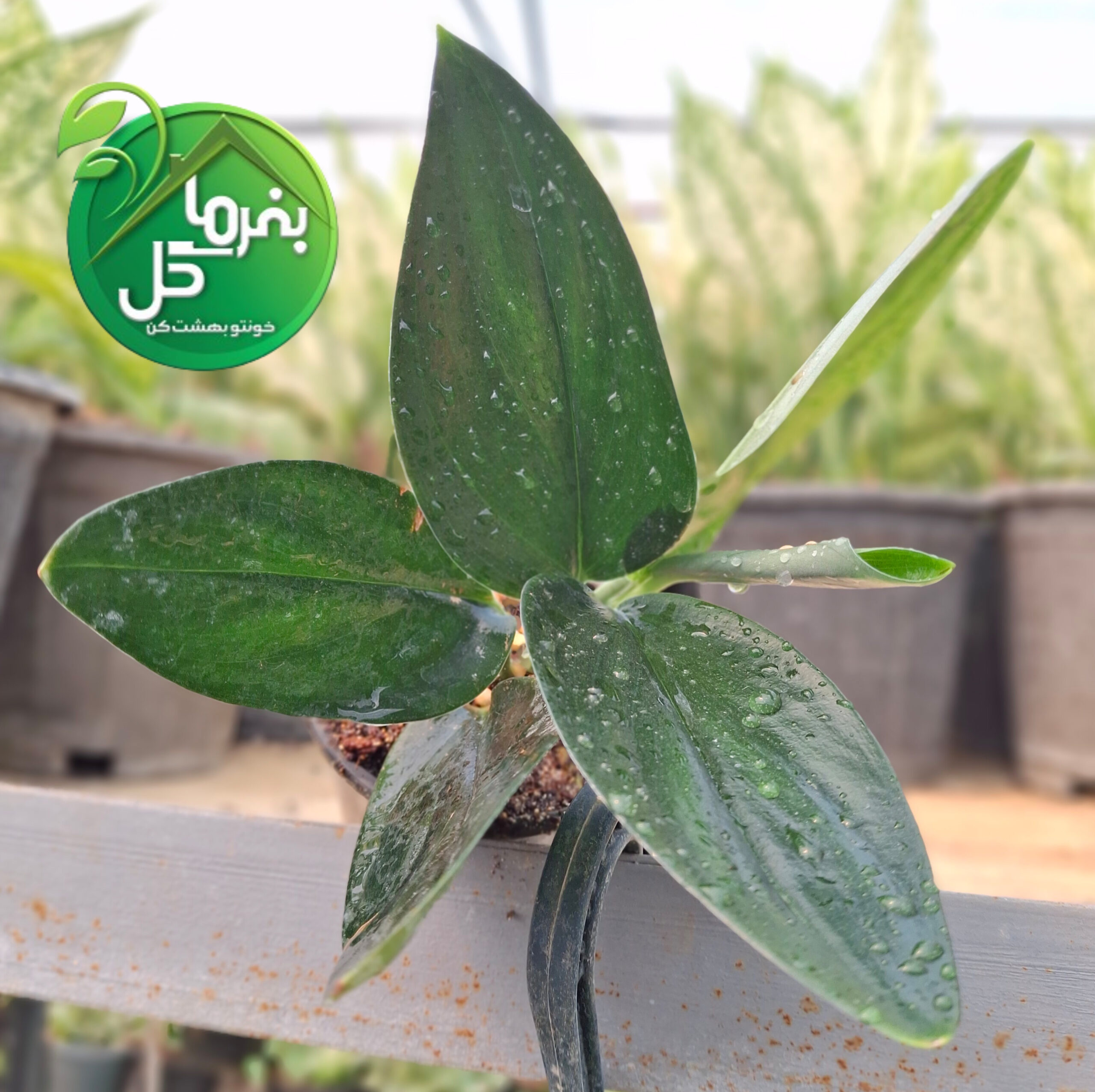 پتوس فرانسوی بلک
