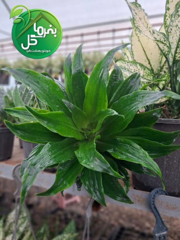 دراسنا کامپکت - تصویر 3