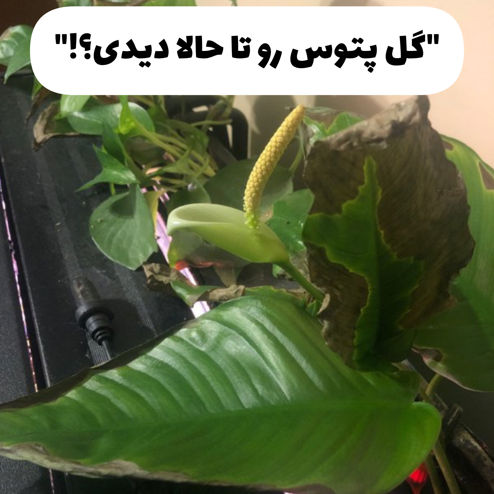 گل پتوس کجاست؟ آیا پتوس ها گل میدن؟