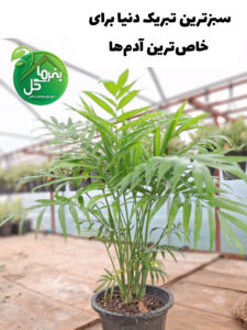 new image