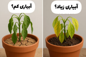 new image