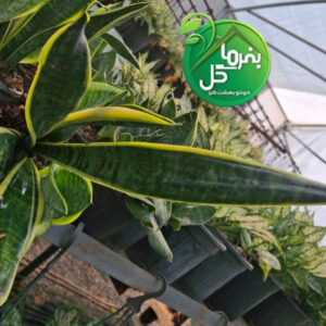 سانسوریا کراواتی لب طلایی