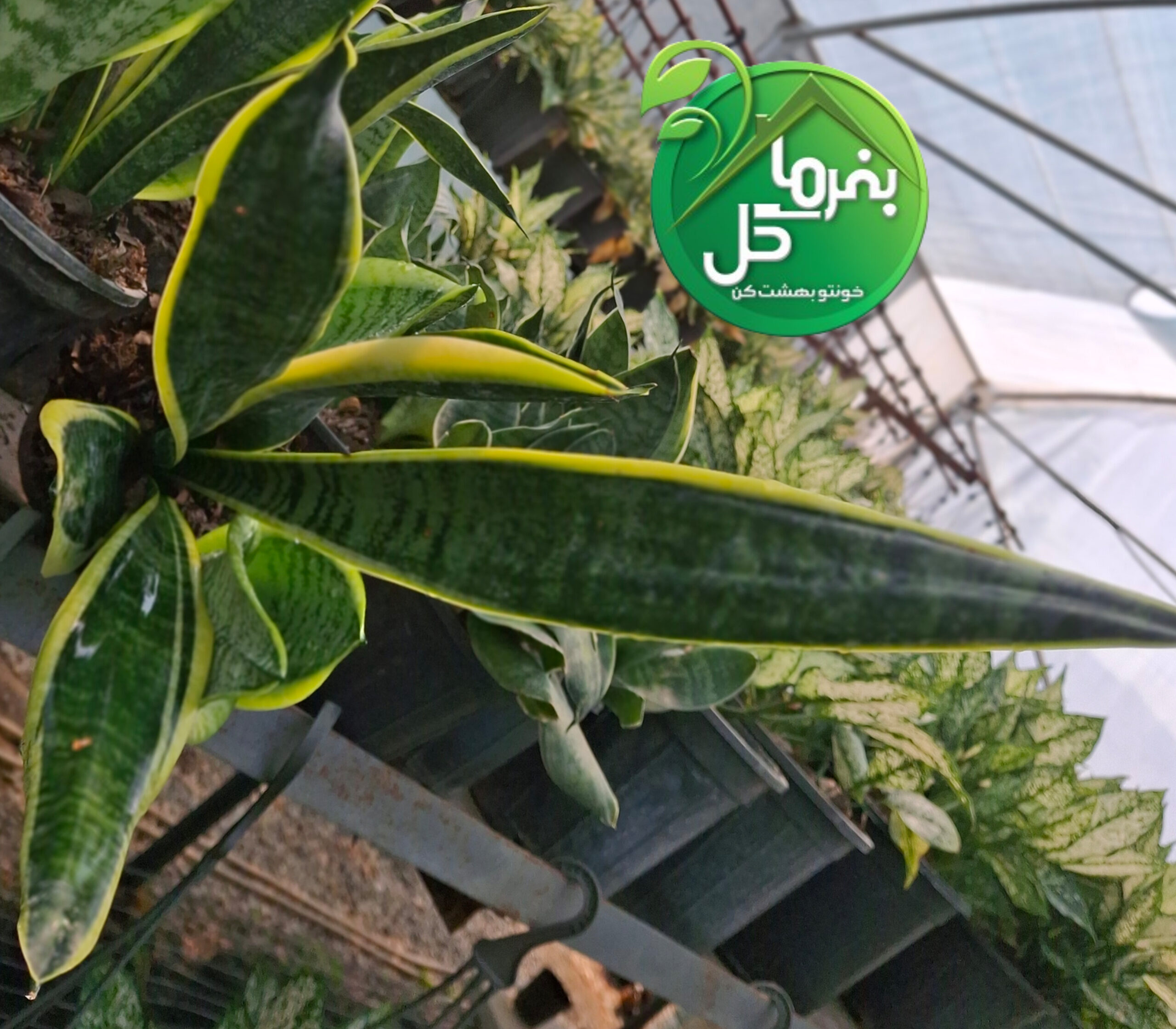 سانسوریا کراواتی لب طلایی