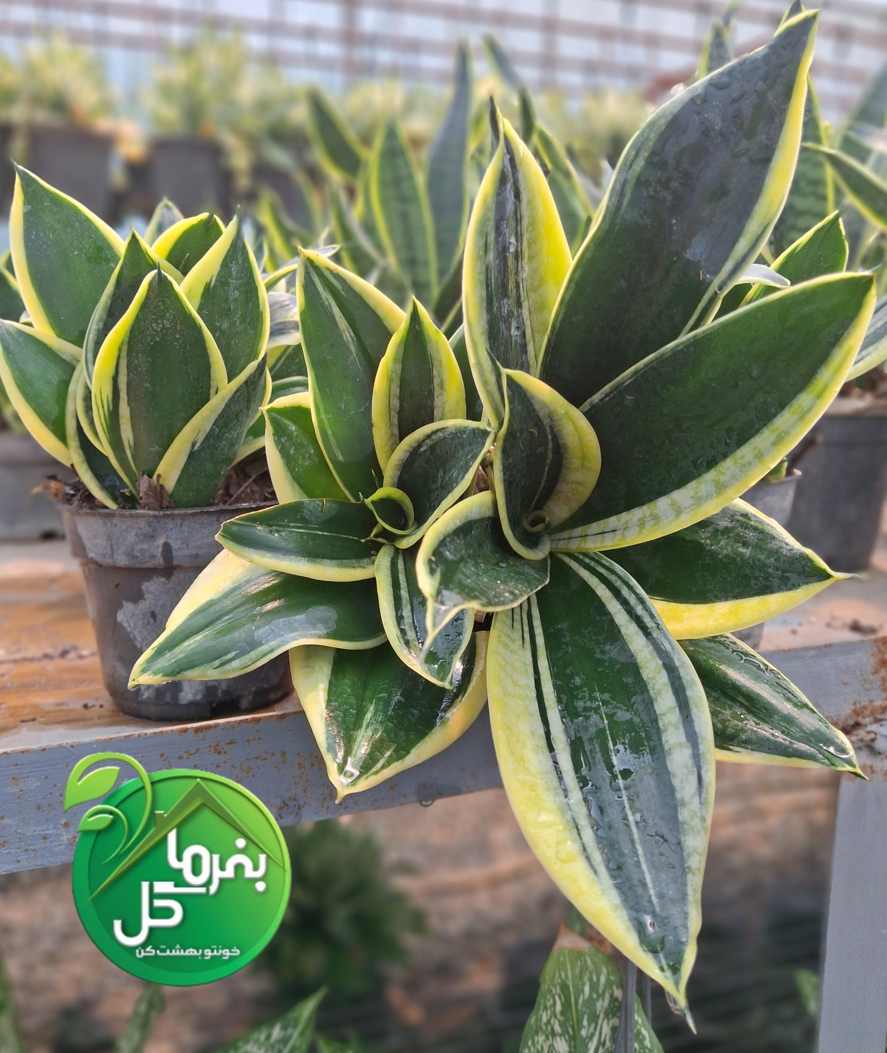سانسوریا بلک گلد، قصه‌ای از تاریکی و طلا