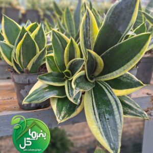 سانسوریا بلک گلد با برگ های سبز تیره و لبه های طلایی در گلدان، گیاه مقاوم به کم آبی و نور کم مناسب برای دکوراسیون داخلی